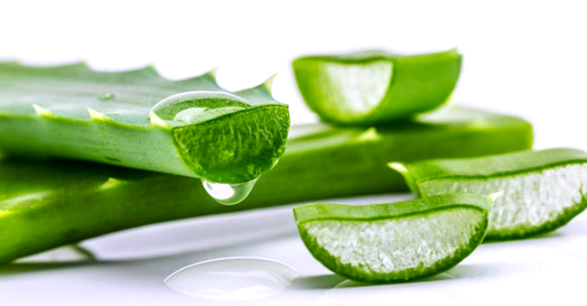 Aloe Vera