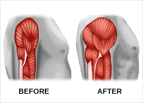 Functional Muscle System