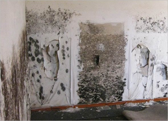 WHAT IS MOLD