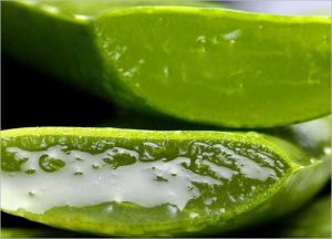 Aloe Vera