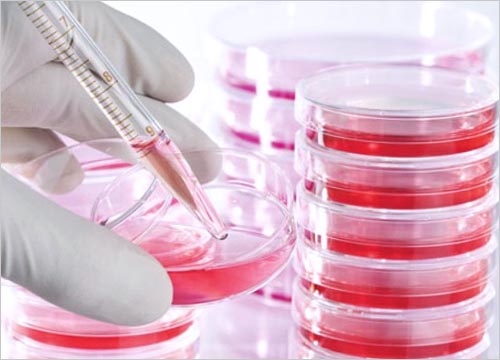 MESENCHYMAL CELL THERAPY 