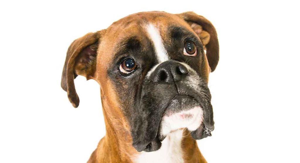 Boxer dog